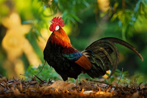 Red Junglefowl Hatching Eggs Hatching Eggs for sale AzGardens