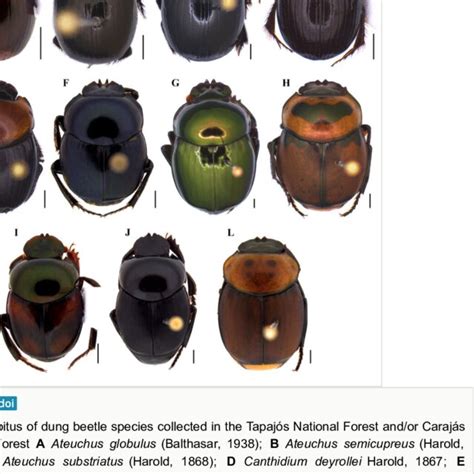 Dorsal habitus of dung beetle species collected in the Tapajós National