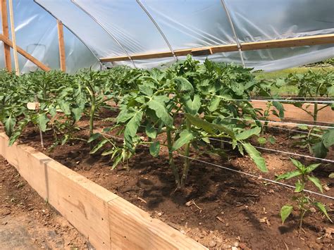 Expert How To Pruning And Trellising Tomatoes For Success Two Oaks