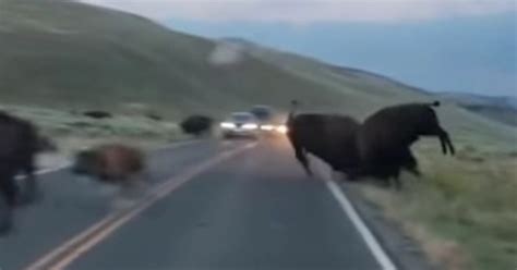 THE WESTERNER: Bison fight halts traffic on Yellowstone road