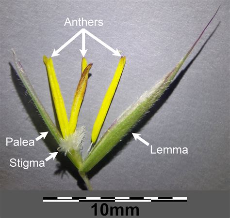 Grass Morphology And Anatomy Earthhome Evolution