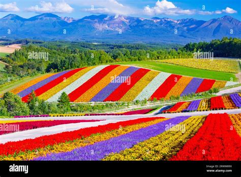 Shikisai no Oka with vivid flowers Stock Photo - Alamy