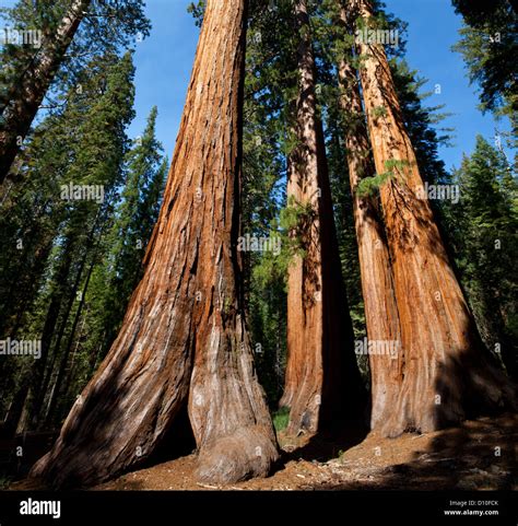 Giant Sequoia Leaves Fotografías E Imágenes De Alta Resolución Alamy