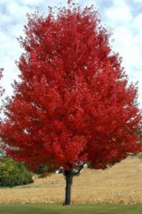 Amur Maple Acer Ginnala Facts Uses Pests And Diseases Dengarden