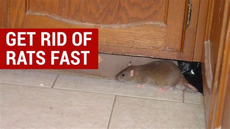 How To Get Rid Of Rats In The House Fast House Poster