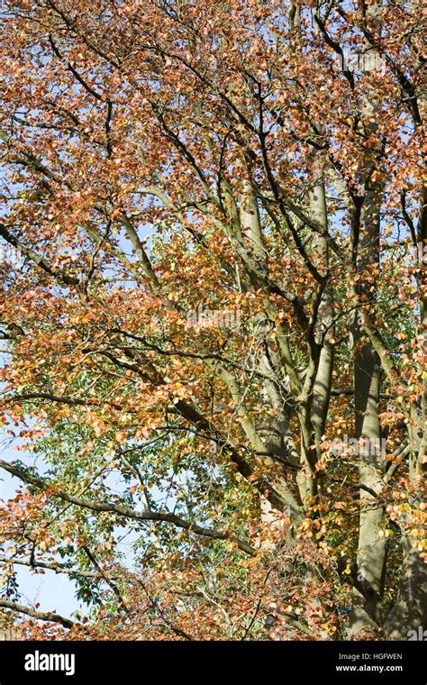 Fagus Sylvatica En Oto O Beech N Las Hojas Del Rbol Fotograf A De