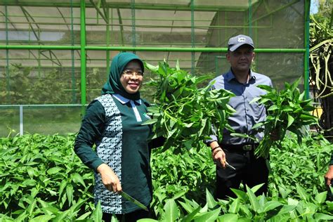 75 Hektare Lahan Di Pantai Timur Surabaya Siap Ditanami Mangrove