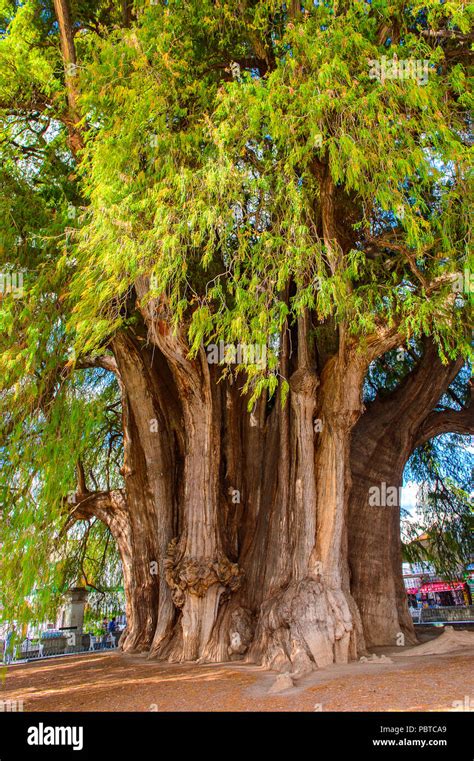 El árbol del Tule El Arbol de tule Montezuma ahuehuete o ciprés en