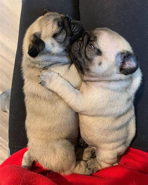 💗adorable Pug Puppies 🤍💗💚pugs Doglovers Puglovers Instagood Love