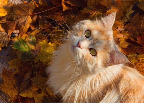 Download Fall Leaf Animal Cat 4k Ultra HD Wallpaper
