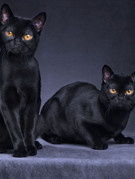 Little Known Facts about Black Cats - Satbir Dhull