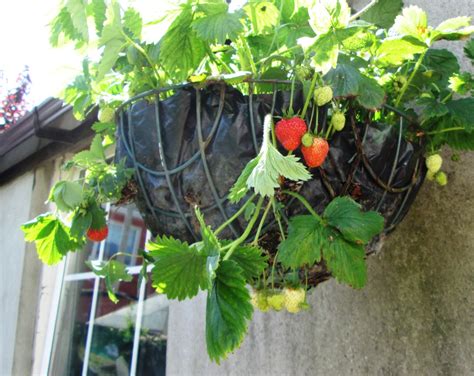 How To Sow Plant And Grow Strawberries In Pots And Hanging Baskets