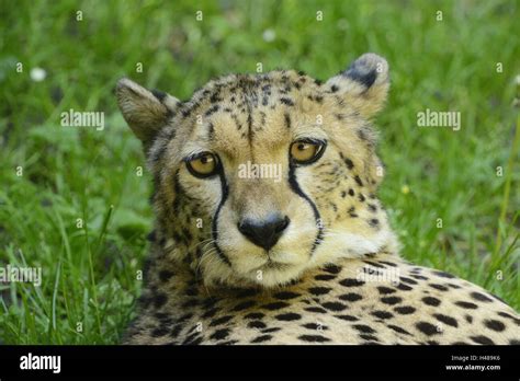 South African Cheetah Acinonyx Jubatus Jubatus Portrait Looking At