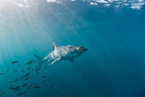 Cuánto miden los tiburones