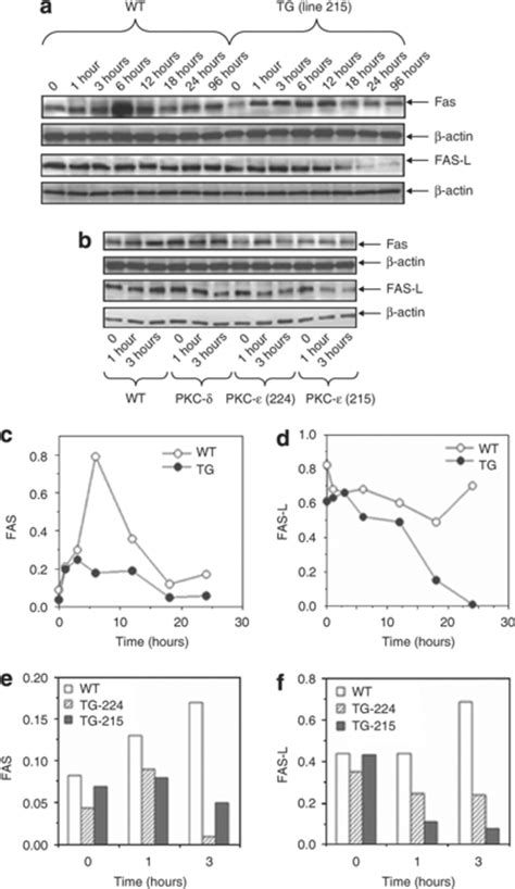 Pkc Overexpression Suppresses Uvr Induced Fas And Fas L Expression