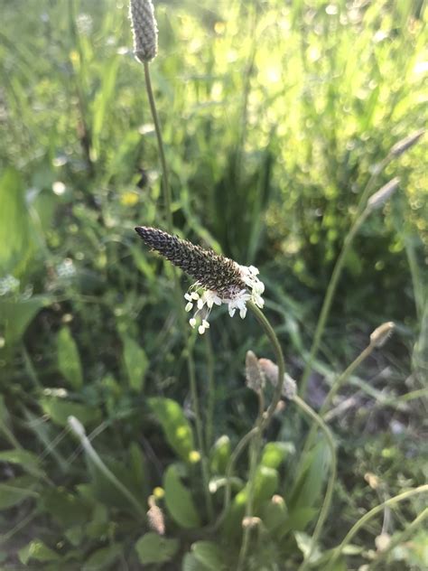 Ribwort Plantain From Parku I Madh I Liqenit Tiran Tirana Al