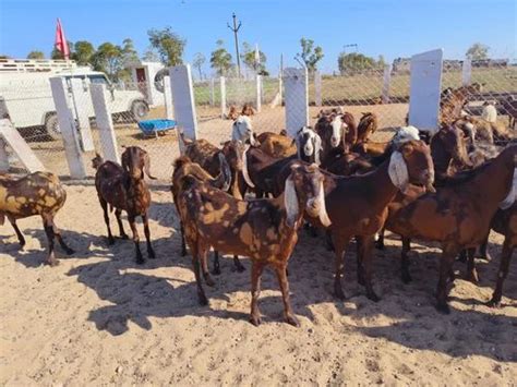 Brown Sirohi Female Goat At Rs 250kg In Pushkar Id 2853673052948