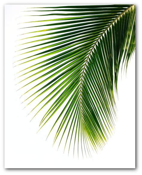 Palm Leaf Print Abstract Tropical Leaf Summer Art Tropical Etsy