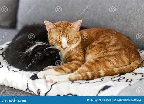 Two Cats Sleeping and Cuddling on the Sofa at Home. Stock Photo - Image of domestic, hugging ...