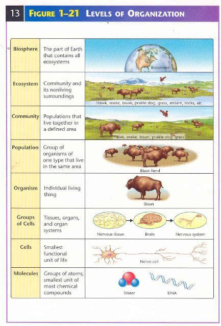 Levels Of Biologicalecological Organization Levels Of Organization