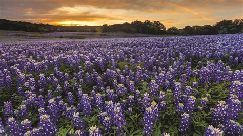 Where To See The Wildflowers A Hill Country Guide Austin Monthly Magazine