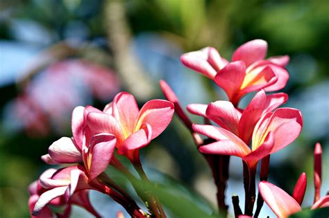 Fleur Plumeria Botanique Photo Gratuite Sur Pixabay Pixabay