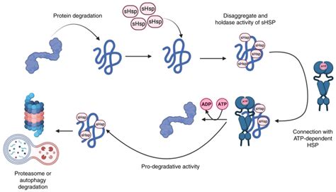 The Role Of Heat Shock Proteins In The Pathogenesis Of Heart Failure