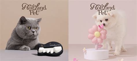 eat cake holiland launches  pet focused