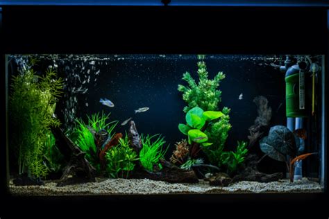 50 Gallon Fish Tank Aquarium Epic Design Ideas Insider Fish