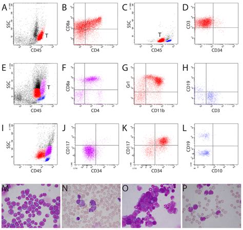 Different Locations Of Blasts From Murine And Human T All A Murine