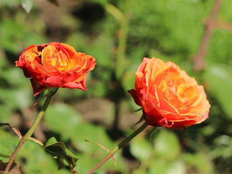 Edelrose Albrecht Dürer Rose ® Expertenwissen Zu Dieser Rose