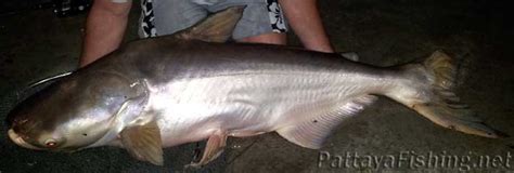 Mekong giant catfish - Pattaya Fishing