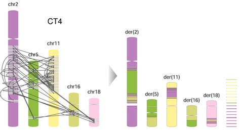 Hi C：三维表观基因组学揭示dna Dna相互作用 知乎