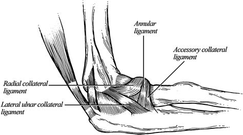 Anatomy And Biomechanics Of The Elbow Orthopedic Clinics