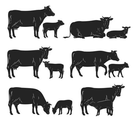 Calf Illustrations Royalty Free Vector Graphics And Clip Art Istock