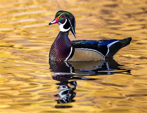 Wood Duck In Spokane Wa Wildlife Photography Wood Ducks Wildlife