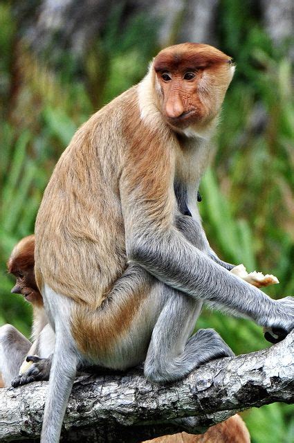 Proboscis Monkey Baby, Watch The Baby Proboscis Monkey & The Baby Macaque | Prime ... : Due to ...