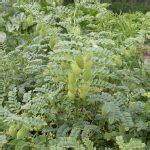 La Culture Du Pois Chiche Au Jardin Potager Bio Tous Au Potager