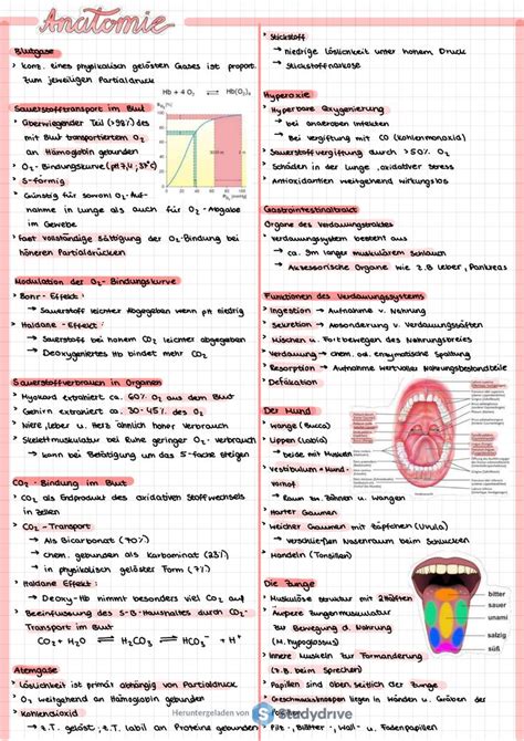 Anatomie Und Physiologie Zusammenfassung A Definition