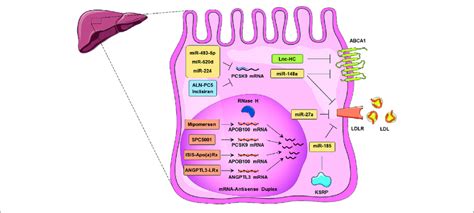 Noncoding Rnas Regulate Cholesterol Homeostasis In Hepatocytes These