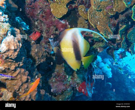 Rotmeer Wimpelfisch Heniochus Intermedius Unterwasser Foto Tauchplatz