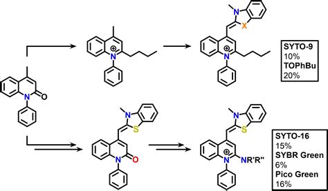 Comprehensive Study Of ThiazoleOrangeBased DNA Dyes Domahidy