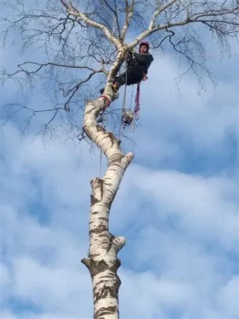 Wycinka Wycinanie Cinka Drzew Metod Alpinistyczn Karczowanie