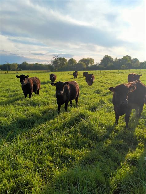 L Angus Vallois Spécialisé dans le boeuf black angus l Angus Vallois