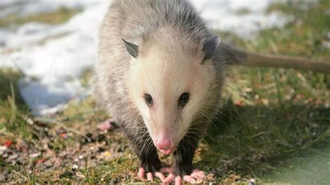 What Do Opossum Tracks Look Like: Identification & Pictures