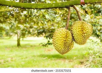 Durians On Durian Tree Durian Orchard Shutterstock