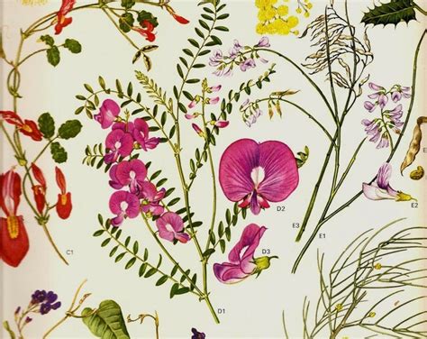 Vintage 1970 Color Art Print Wild Flowers Original Book Plate 131 Pink Red Yellow Purple Wild