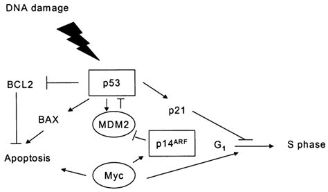 A Simplified Diagram Of The P53 Pathway Download Scientific Diagram