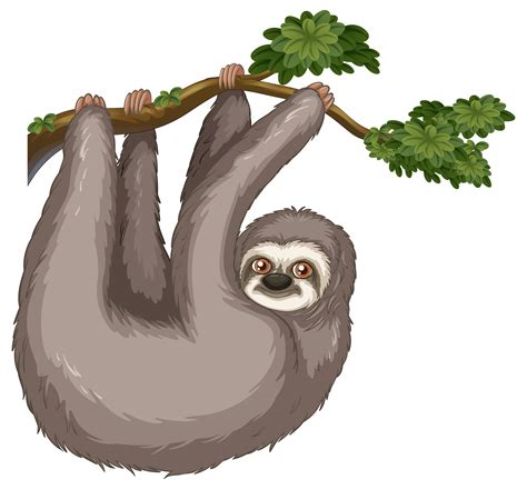 Sloth 432026 Vector Art At Vecteezy