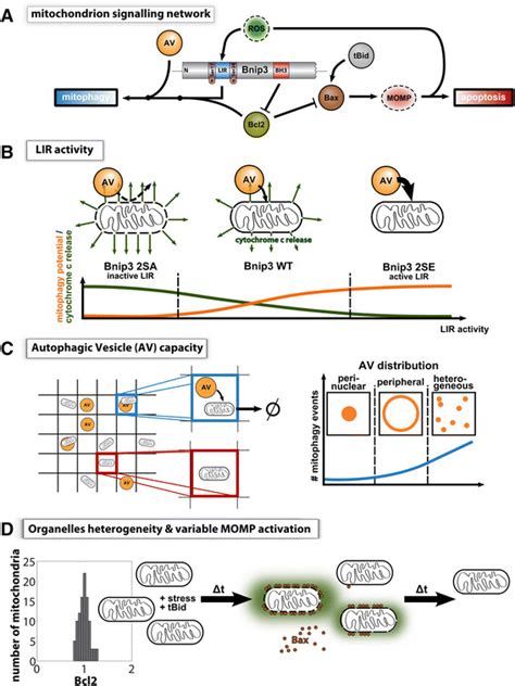 Illustration Of Key Findings A Bnip3 Dual Functionality And Crosstalk